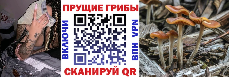 Псилоцибиновые грибы Magic Shrooms  Купить где  Боготол 